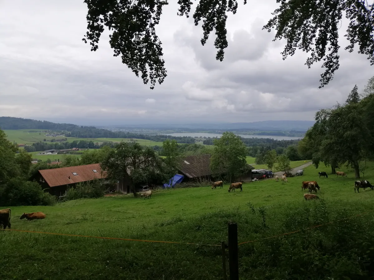 Aussicht auf den Pfäffikersee.